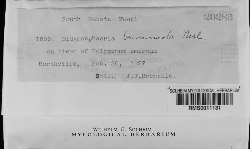 Didymosphaeriaceae image
