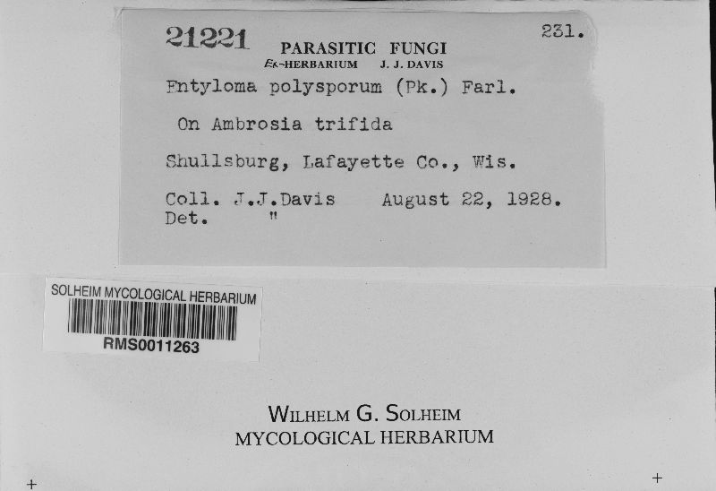 Entyloma polysporum image