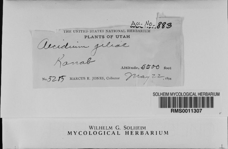 Aecidium giliae image