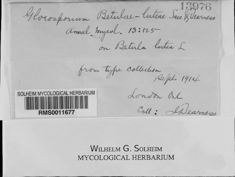 Gloeosporium betulae-luteae image