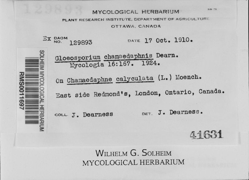 Gloeosporium chamaedaphnis image