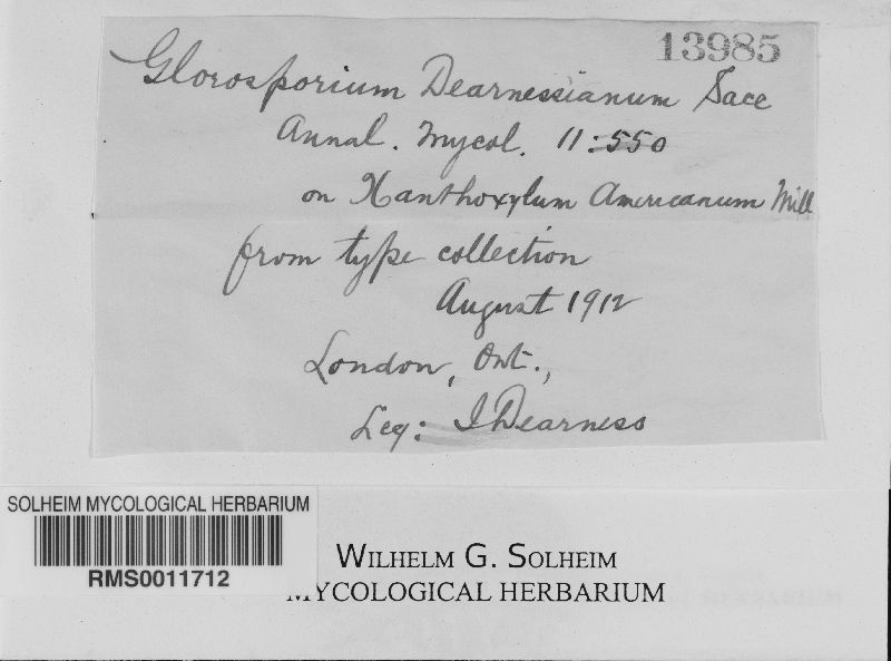 Gloeosporium dearnessianum image