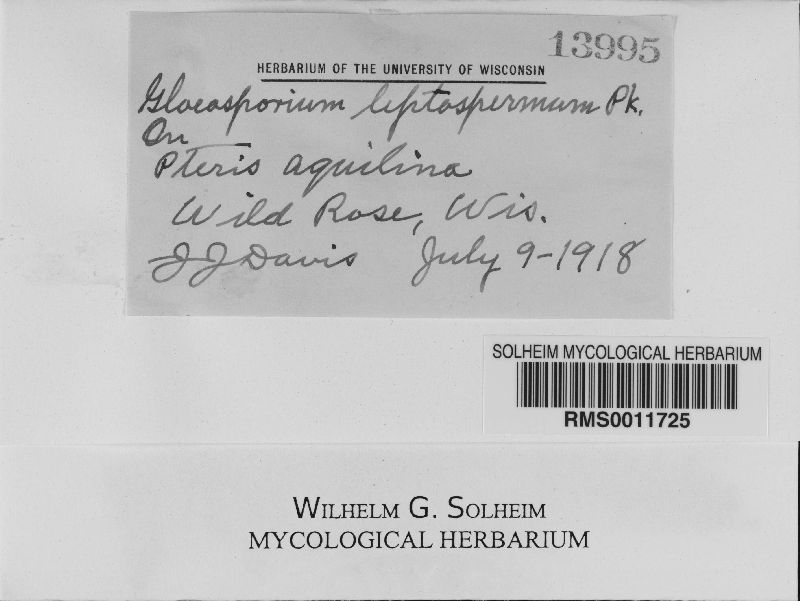 Gloeosporium leptospermum image