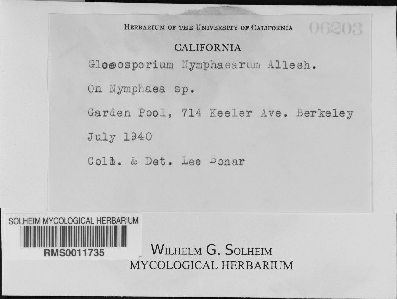 Gloeosporium nymphaearum image
