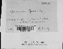 Gloeosporium robergei image