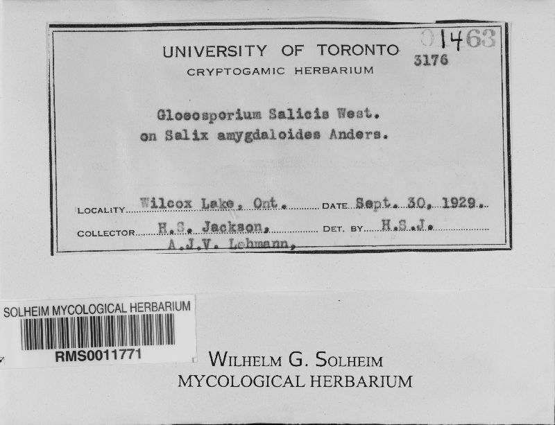 Gloeosporium salicis image