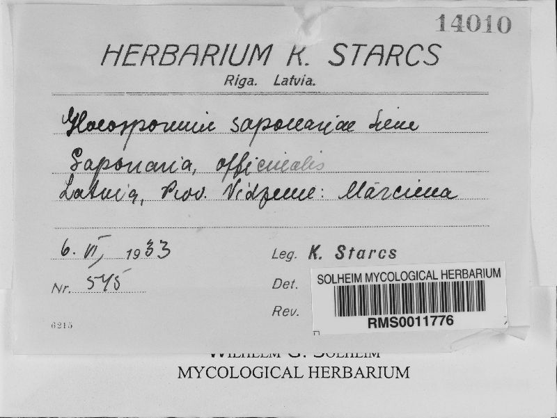 Gloeosporium saponariae image