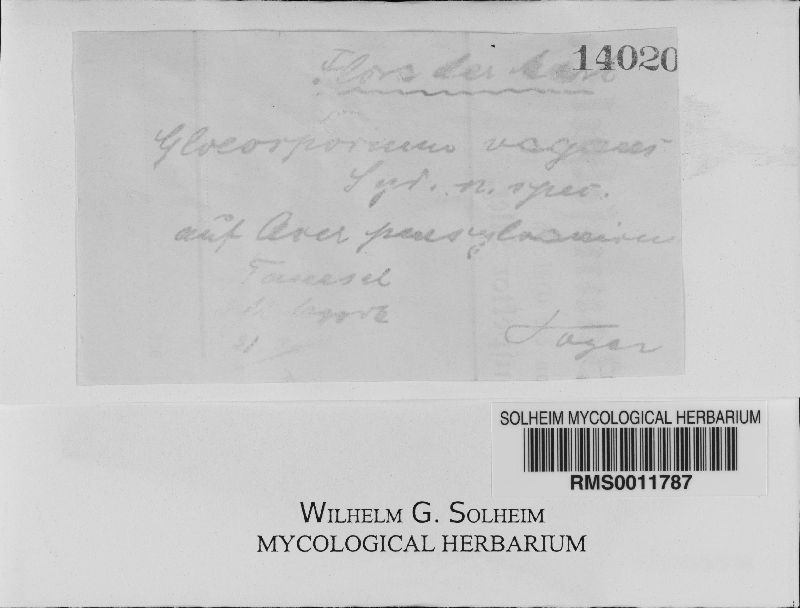 Gloeosporium vagans image