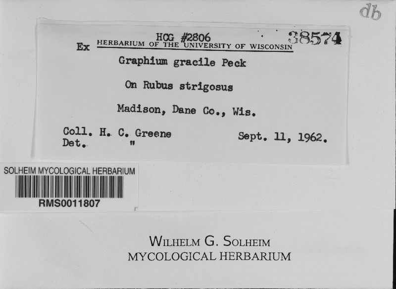 Graphium gracile image