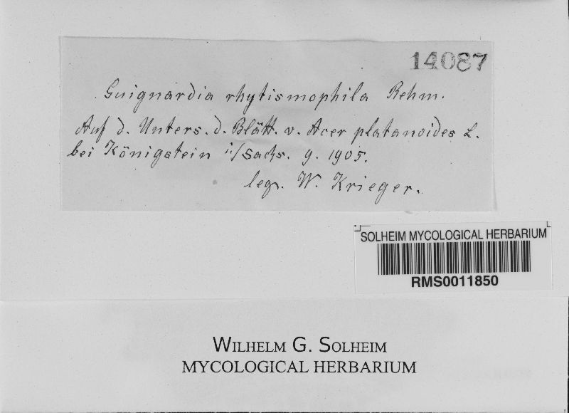 Guignardia rhytismophila image