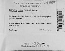Godronia ribis image