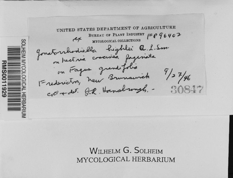 Nematogonum ferrugineum image