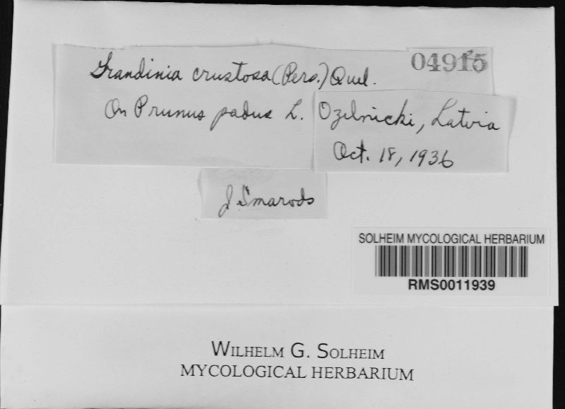 Basidioradulum crustosum image
