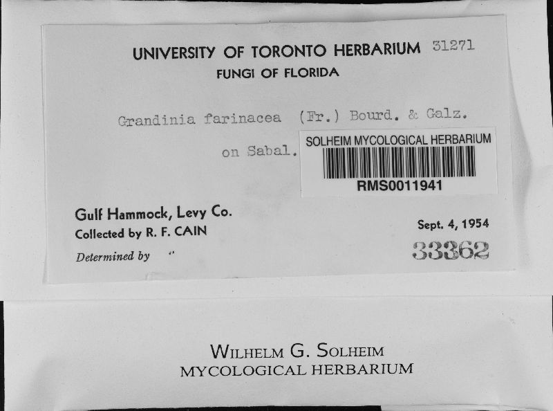 Trechispora farinacea image