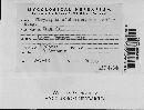 Golovinomyces cichoracearum image