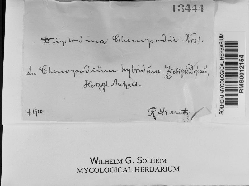 Ascochyta chenopodii image