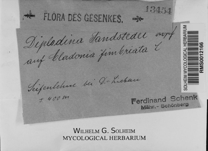 Epicladonia sandstedei image