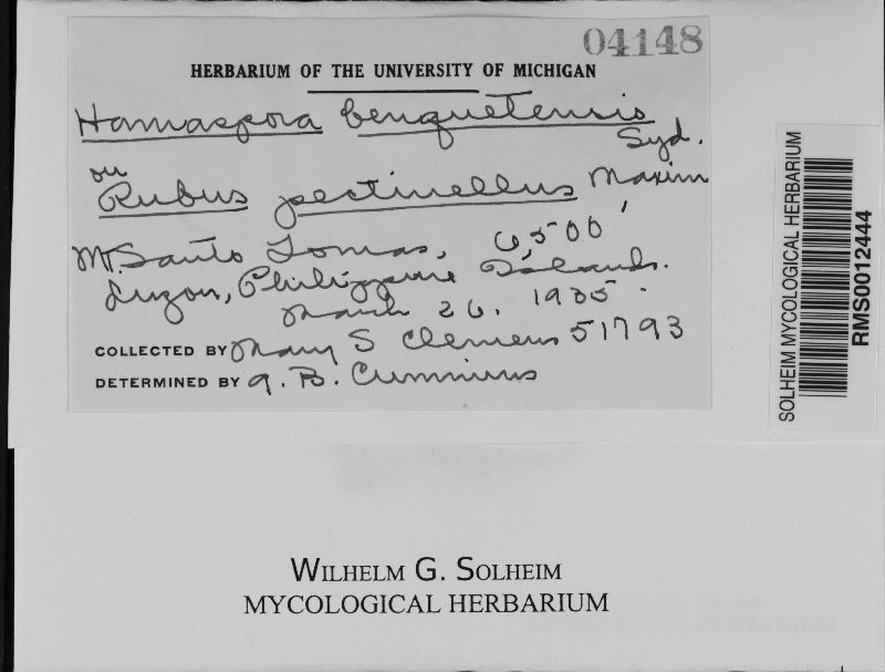 Hamaspora benguetensis image