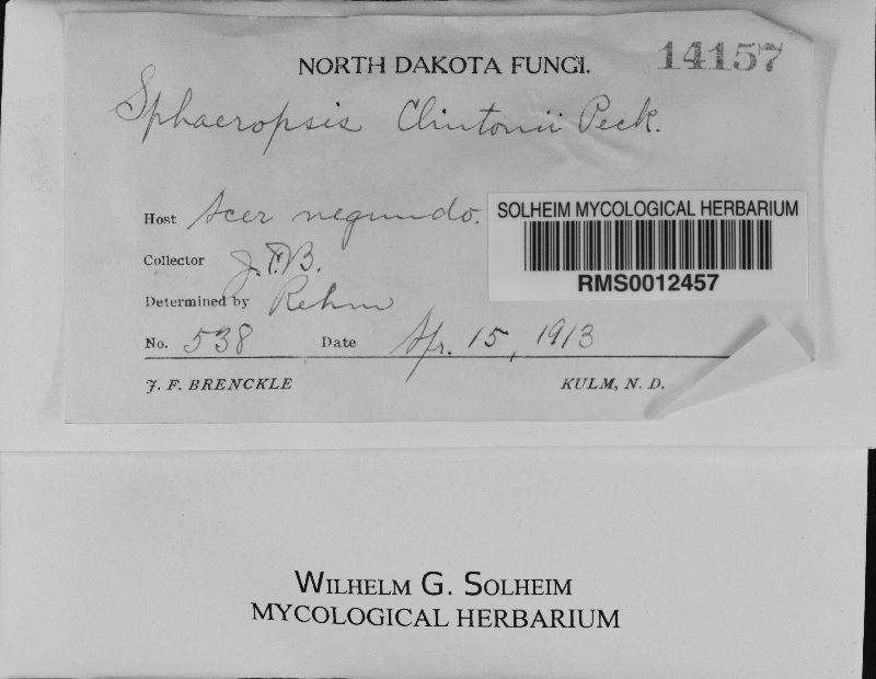 Aplosporella image