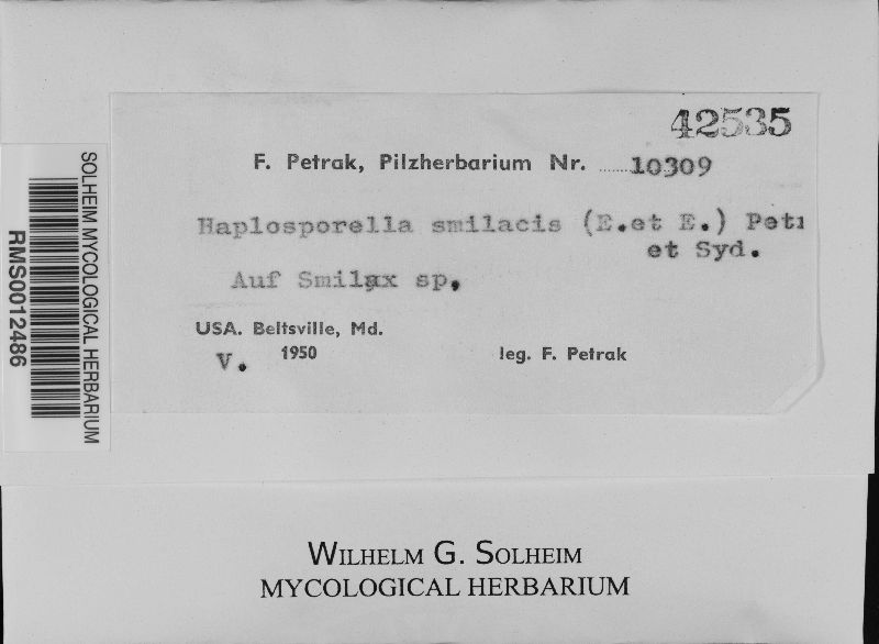 Aplosporella smilacis image