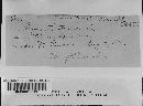 Irpex lacteus image