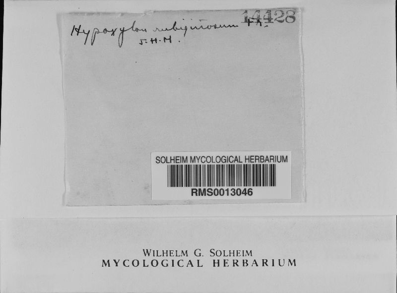 Hypoxylon rubiginosum var. microsporum image