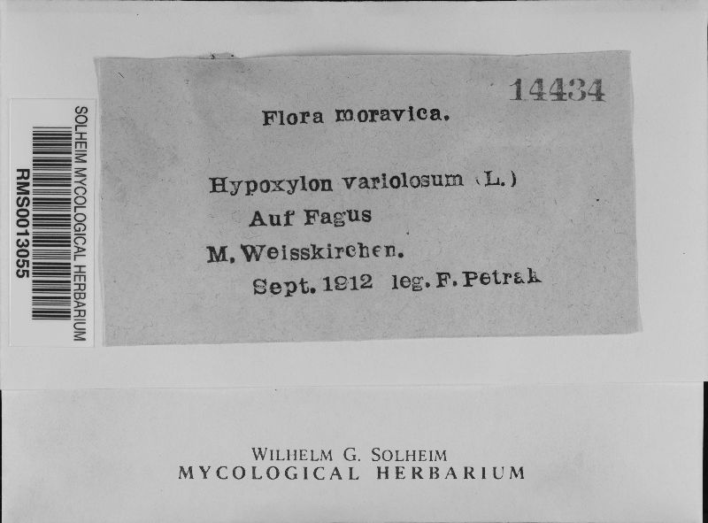 Hypoxylon variolosum image