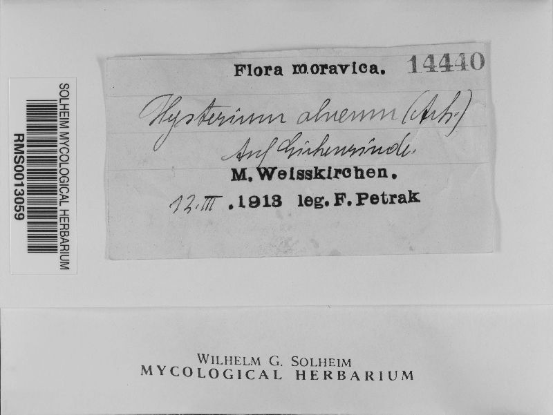 Hysterium alneum image