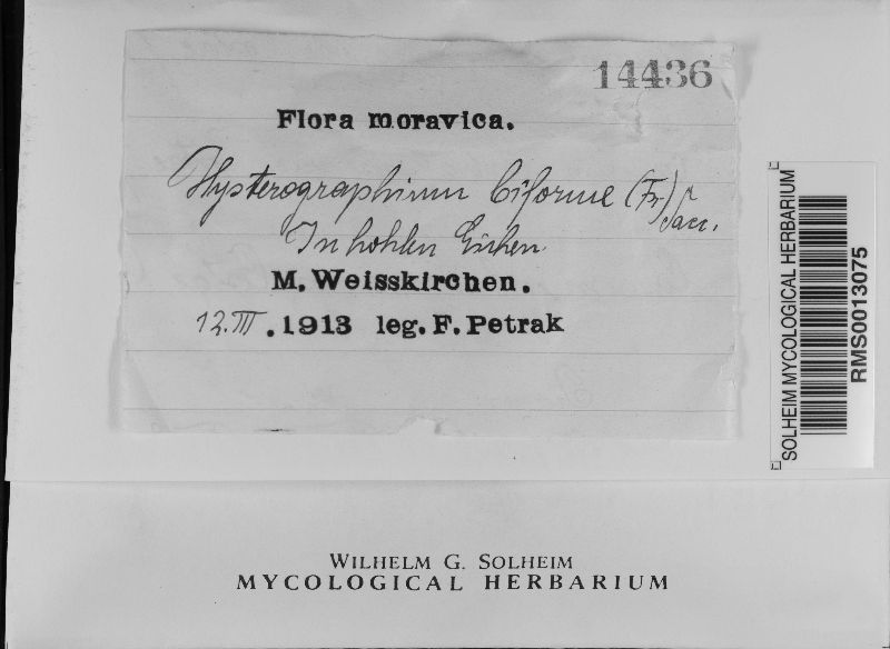 Hysterographium biforme image
