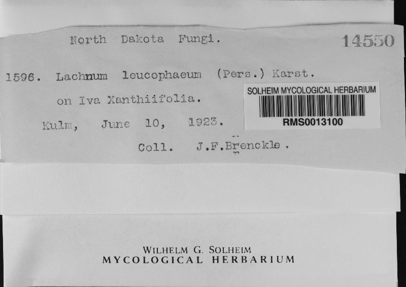 Lachnum leucophaeum image