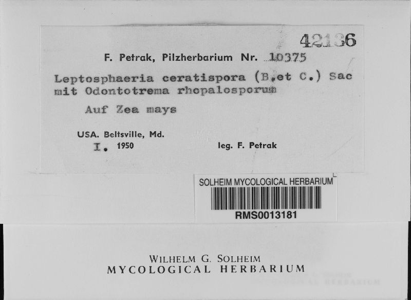 Leptosphaeria ceratispora image