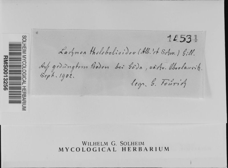 Cheilymenia theleboloides image