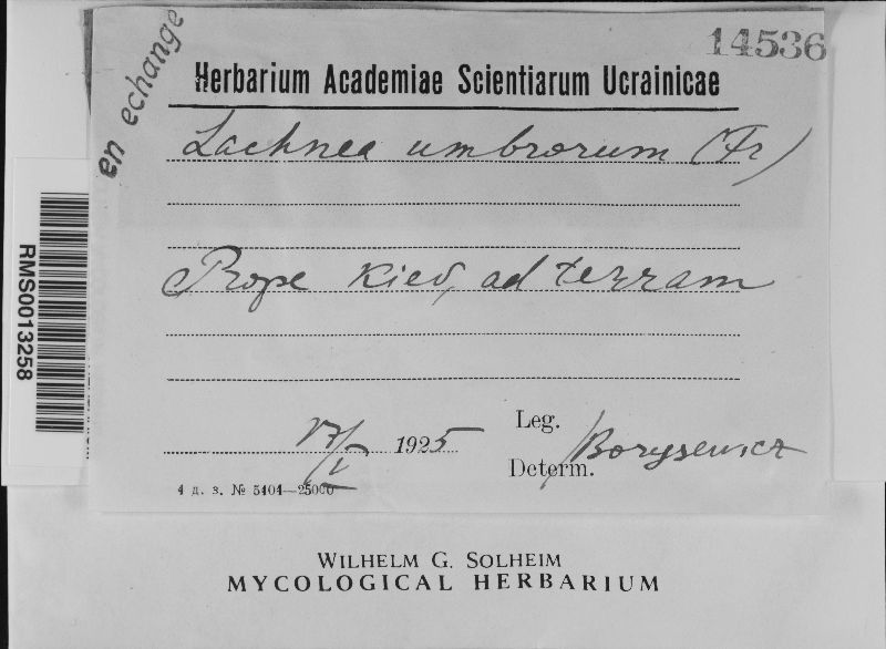Scutellinia minutella image