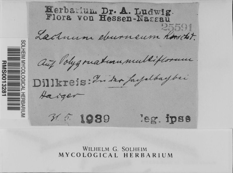 Lachnum eburneum image