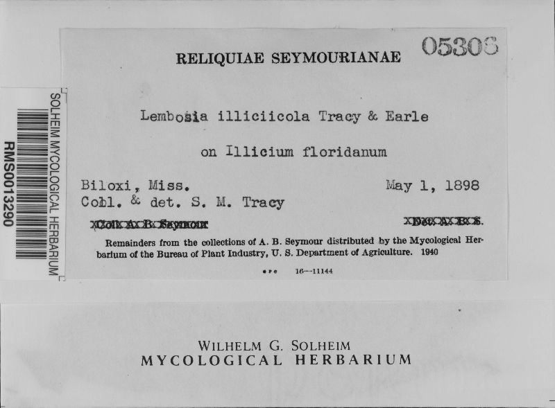 Lembosia illicicola image