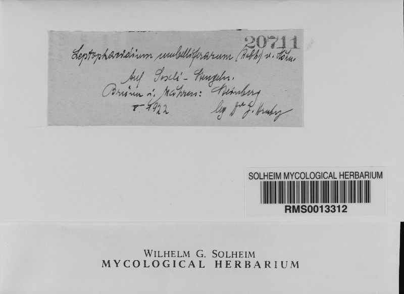 Leptophacidium umbelliferarum image