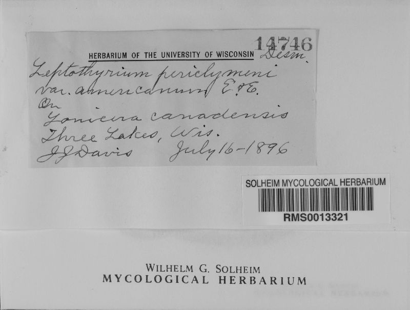 Leptothyrium perichymeni var. americana image