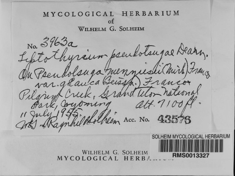 Leptothyrium pseudotsugae image