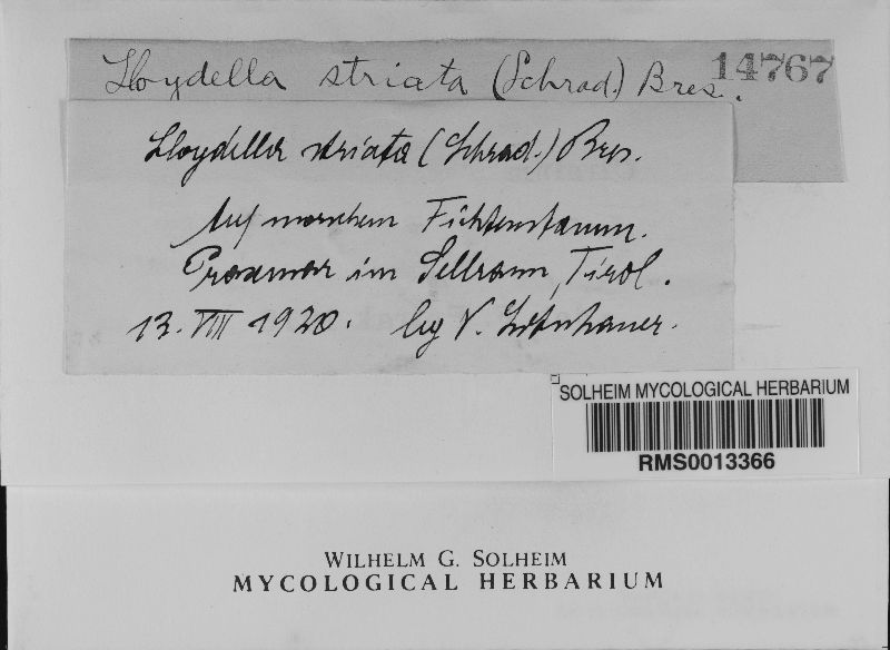 Veluticeps abietina image