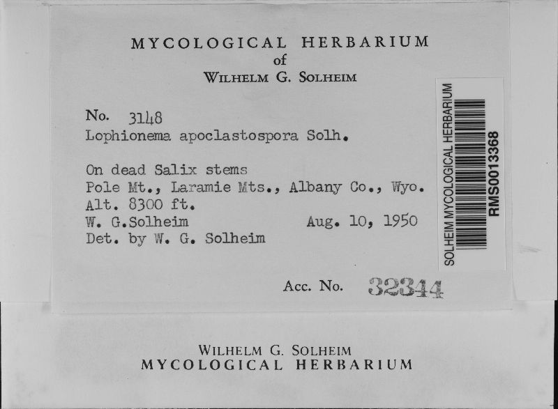 Lophionema apoclastospora image