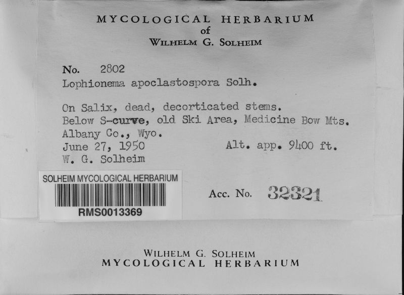 Lophionema apoclastospora image