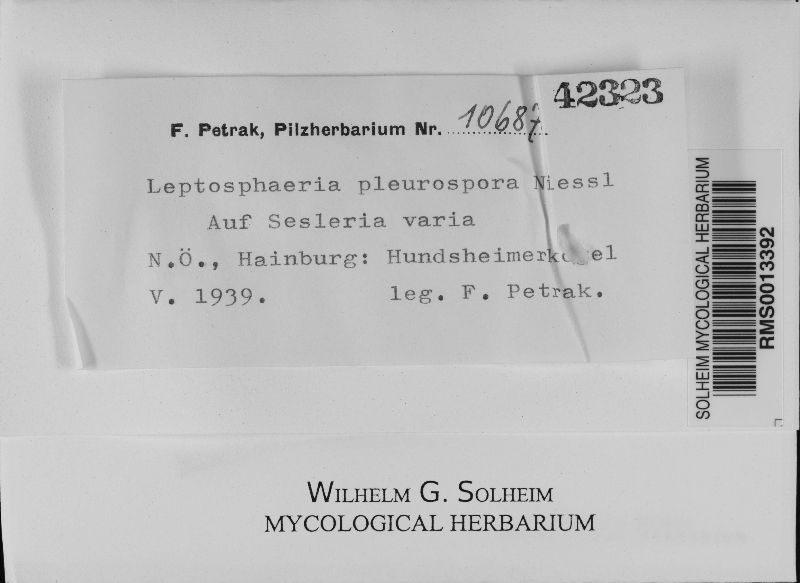 Leptosphaeria pleurospora image