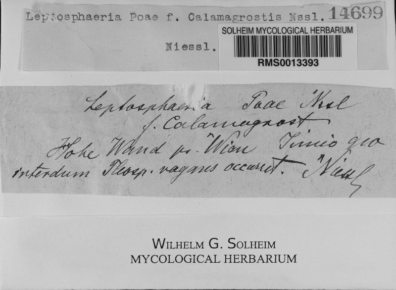 Chaetopyrena poae image