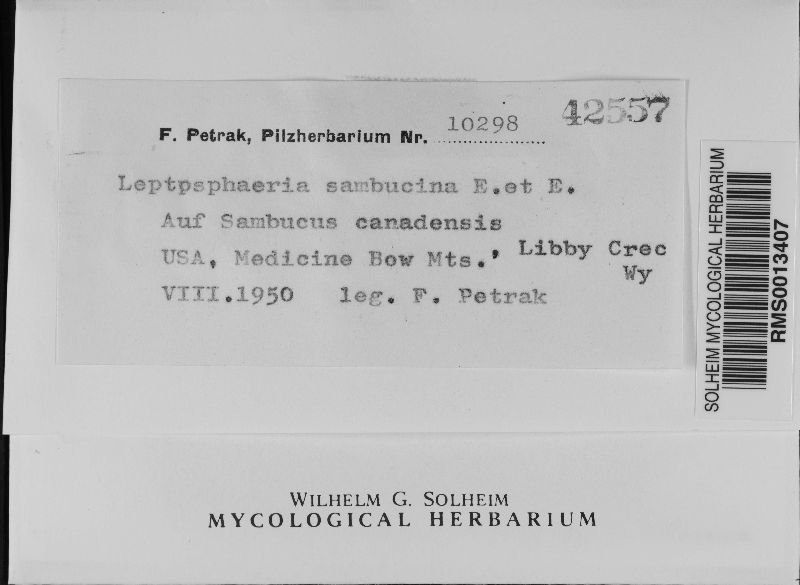 Leptosphaeria sambucina image