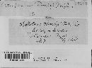 Leptosphaeria sowerbyi image