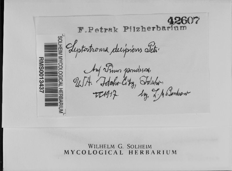 Leptostroma image