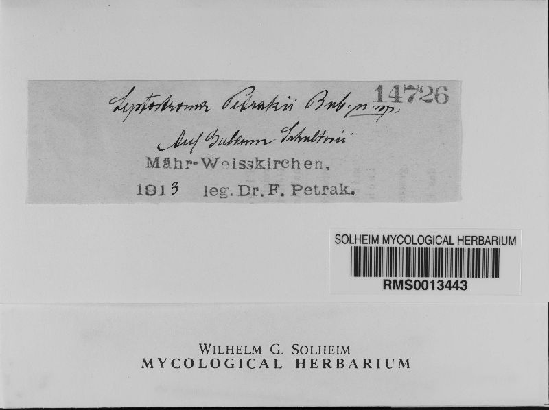 Leptostroma petrakii image