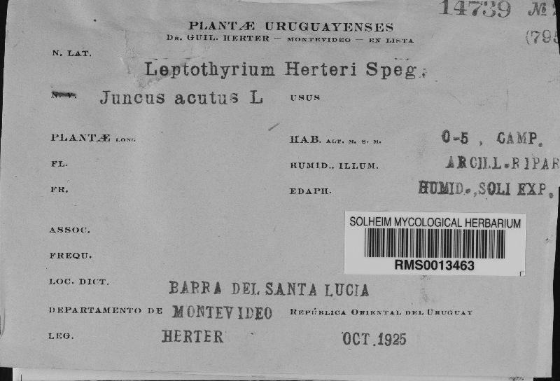 Leptothyrium herteri image