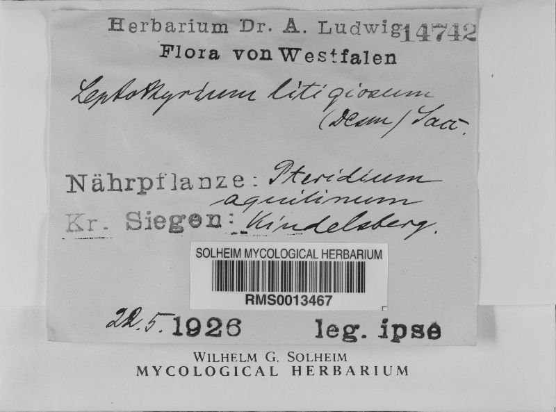Leptopeltis litigiosa image
