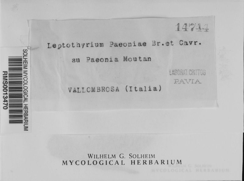 Leptothyrium paeoniae image